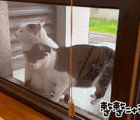 �óԺúȵ��ź�����è�����ӣ�ָ��������ֻСè��������˸�è��