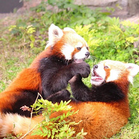 ���ȵ�С��èͻȻ������ÿ��Я����·����֪����󣬿����ˣ�