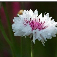 ��ǰ��˽�Ƒ��