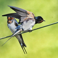 ���˫���ӣ�2��