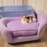 ����һֻ����è����������һ�������������һ˿������ȣ�