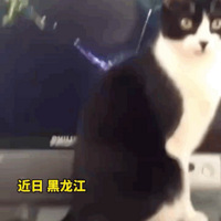 ����Сè����������ġ������ѿ�����ǰ�������ᣬ�������������