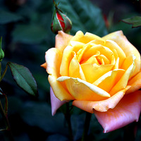 �����¼�  �¼�����