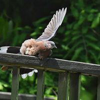 ľ���ϵ��龱���