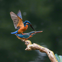 ���񡰲ȱ���