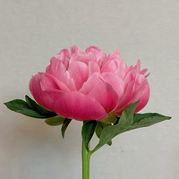 ���µĻ�������ҩ���绨��Ұ����������