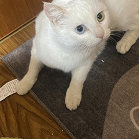 ������ͫ����