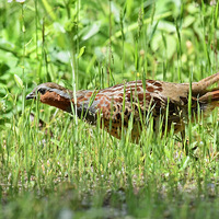 �ݵ������ߵĻ�����