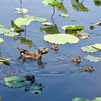 ����ԧ�챦��