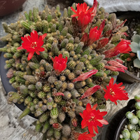 ��̨����