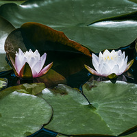 ĺ�����ģ��ɻ���Ҷ������ˮ�ף�˯���Ѿ��ȸ�����ˮ��