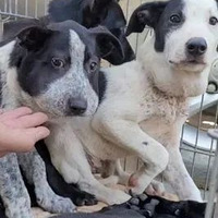 �ڹ��ط���һȺ�۷�С������׼����Ц�������Цû��ʮ�깦��