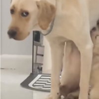 �������޵�һ������ץ��Ӭ�����˼��ζ����ϻ�ȥ����Ȼһ��ɵ����