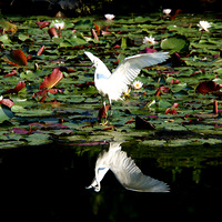 С�������԰