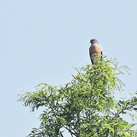 �߸����ϵĳูӥ