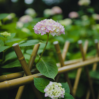 �Ƕ���԰�����򻨿���