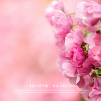 ǧ����Ҷ�ֽ���   ����л����պ�