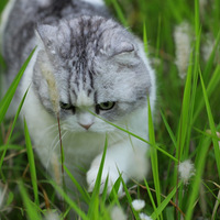 �ݴ����Сè��