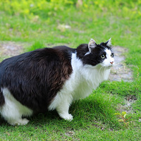 ��¶̨����ˣ