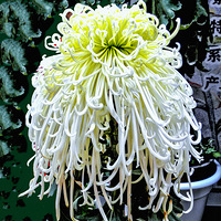 ���Ƿɲ������������� ��ԭ����һֻ̰���ĺ�����55��