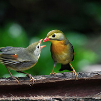 ĸ���������������������ڰ�ɽ��Ȫ