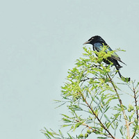 ���ϵķ��ھ�β