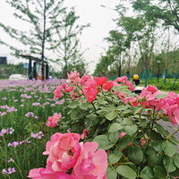 ������Ŀɽ·