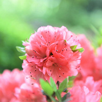 �ž���԰���£�