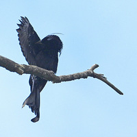 ֲ��԰���ھ�β��