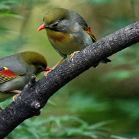 ��˼��İ������