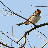 ͭ������С�c��