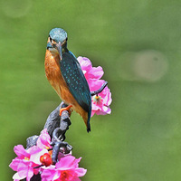 �㸺��ò���绨