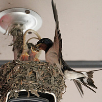 ���͵�����ι���S��