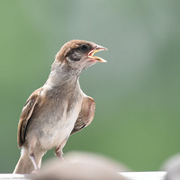 С��ȸ�ġ������㡱��