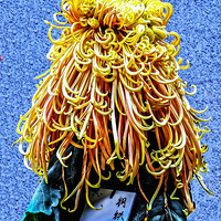 ���Ƿɲ������������� ��ԭ����һֻ̰���ĺ�����56��