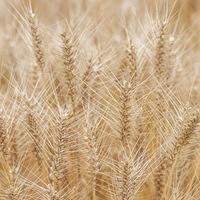 �ֵ�һ��ũæʱ������ũ�½������