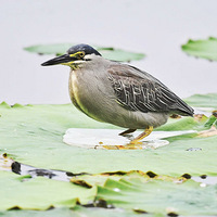 �ܽ�ȴû��ץ����