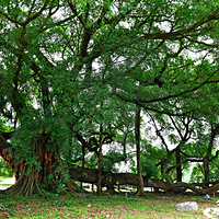 ǧ�������