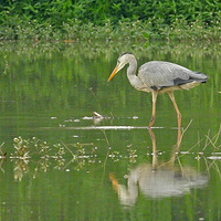 ��Ϫʪ�ز�������