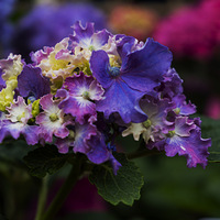 ���ĳǶ���԰�������