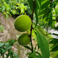 ������԰������������