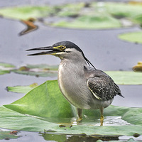 ���˰����㻹��û��ץ��