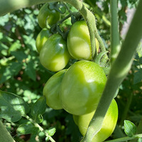 �Ҹ������ֲ�����