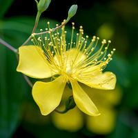 �����Ļ�����