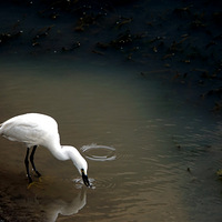 ���� ���ջ�