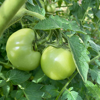 ����527�������գ���һλ��������ֲ�����������ʳ��Ů�ˡ�