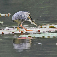����ץ������