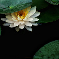 ������磬�ԡ�����Ϊ����Ϊ���������С�