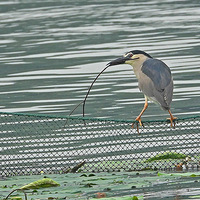 ��ɽ����Ϸˣ֦����ҹ��