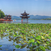 ������Ҷ�����